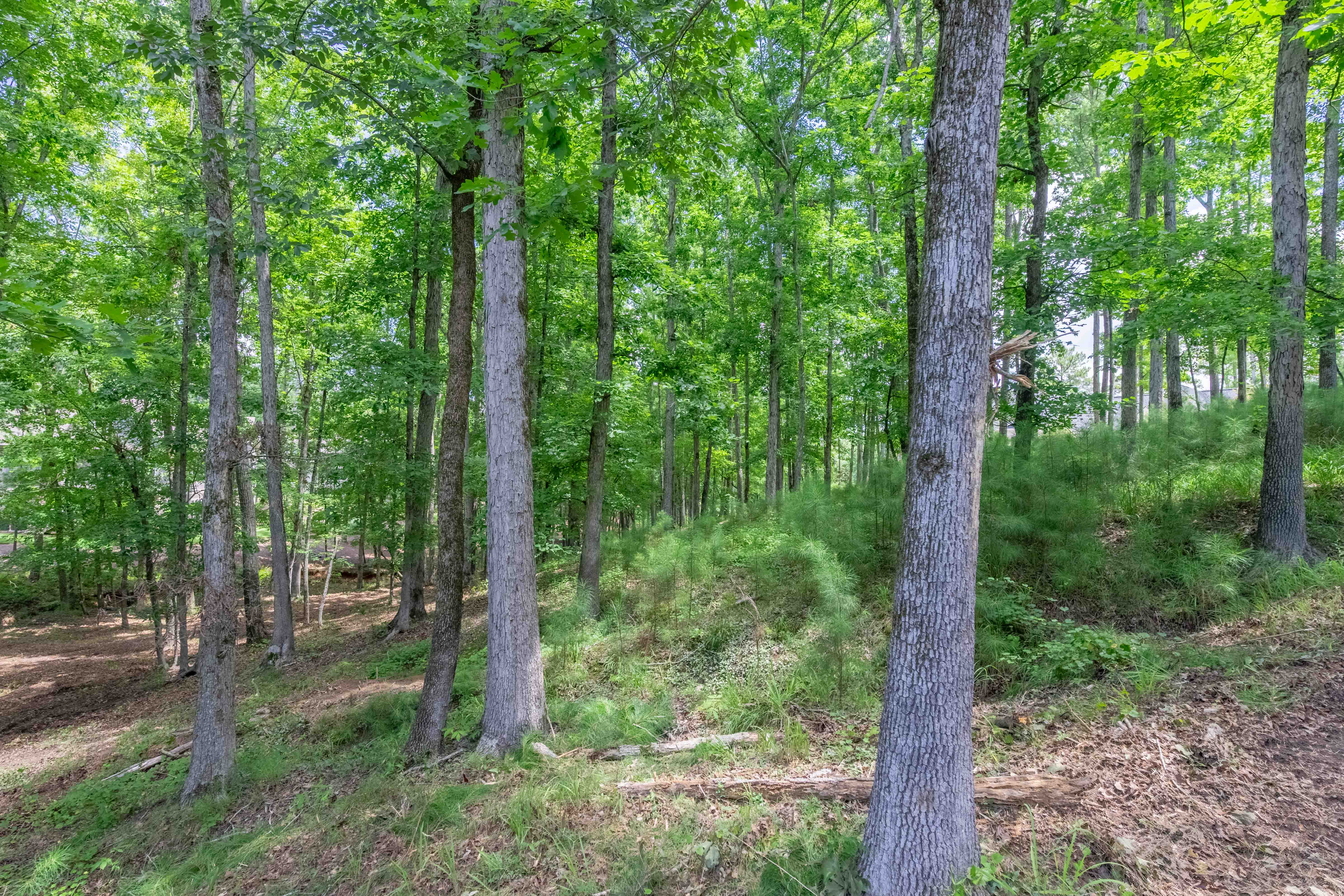 1090 Lumbering Creek image 7